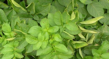 Proč se brambory kroutí: jaký druh onemocnění je a jak s ním zacházet, kontrolní opatření